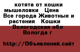 котята от кошки мышеловки › Цена ­ 10 - Все города Животные и растения » Кошки   . Вологодская обл.,Вологда г.